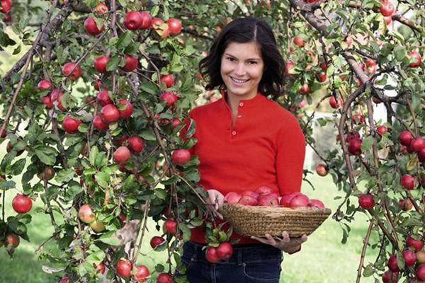 Giá giống táo ruột đỏ khá đắt, trên website của Sutton, chúng có giá 12,95 bảng Anh/cây (tương đương hơn 400.000 đồng).