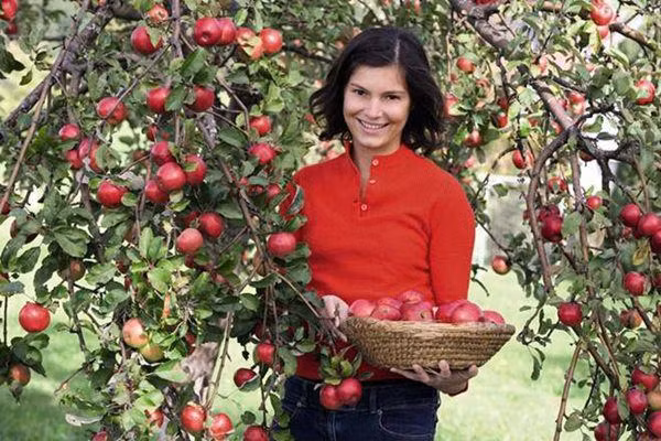 Giá giống táo ruột đỏ khá đắt, trên website của Sutton, chúng có giá 12,95 bảng Anh/cây (tương đương hơn 400.000 đồng).