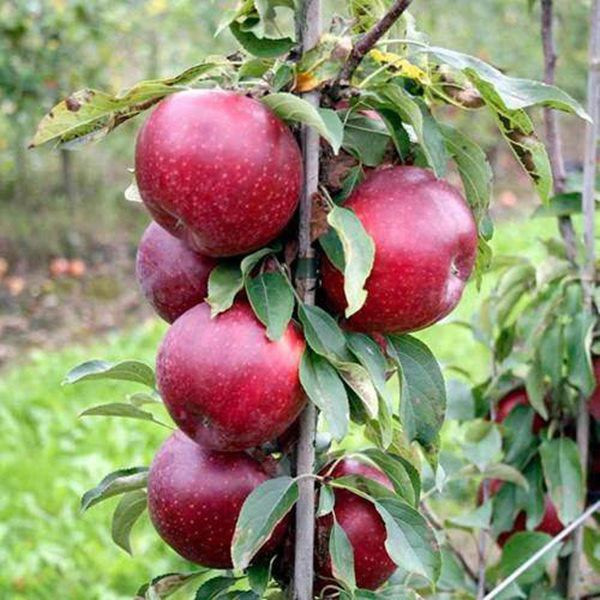 Táo Redlove có giá trị hơn hẳn các loại táo thông thường vì màu sắc đỏ tươi.