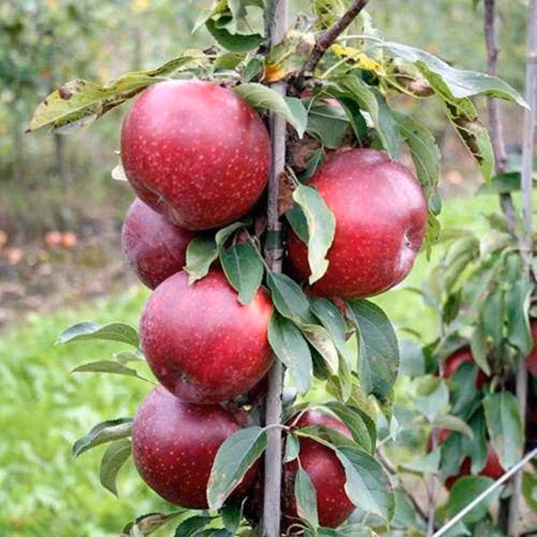 Táo Redlove có giá trị hơn hẳn các loại táo thông thường vì màu sắc đỏ tươi.