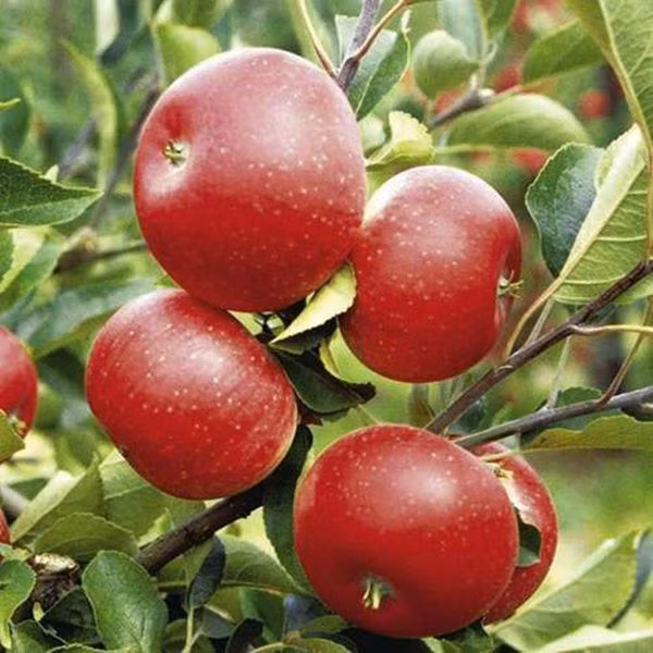 Cũng trên trang web của mình, đại diện của công ty giống cây Sutton giới thiệu, loại cây giống táo ruột đỏ mới mà họ đang phân phối có tên Redlove (Hồng tình yêu). Giống táo này không những có màu sắc vỏ đỏ tươi mà phần cùi bên trong cũng có màu sắc giống như những quả cà chua.