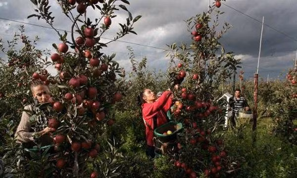 Những cây táo sai trĩu quả đang vào mùa thu hoạch.