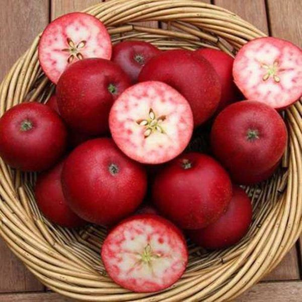 Với màu sắc bắt mắt, giống táo lõi đỏ này rất được ưa chuộng trên thị trường.