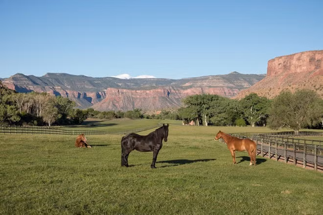 Đàn gia súc ở điền trang hiện có 5 con bò rừng và 8 con ngựa.