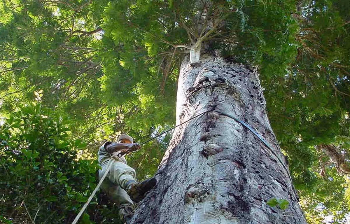 Phat hien loai cay cao ky luc tai rung nhiet doi Amazon