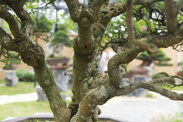 Theo chủ nhân của tác phẩm, hồng ngọc mai có nguồn gốc ở Tây Ấn, Nam Mỹ. Đặc điểm cây hồng ngọc mai: thân gỗ, lâu năm, màu nâu, nhiều cành, có thể uốn cong tạo dáng.