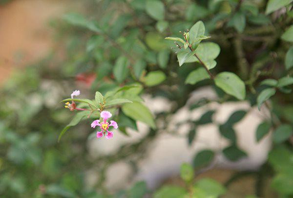 Cây cho quả ăn được, quả chín màu đỏ, mọng nước giống quả sơ ri, vị chua ngọt, giàu vitamin C.