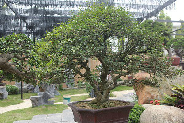 Cây có 3 thân được phát triển từ một gốc. Từ thân đến tay cành uốn lượn rất đẹp. Cây có tuổi đời khoảng 200 năm.