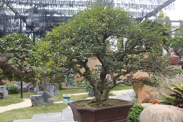 Cây có 3 thân được phát triển từ một gốc. Từ thân đến tay cành uốn lượn rất đẹp. Cây có tuổi đời khoảng 200 năm.