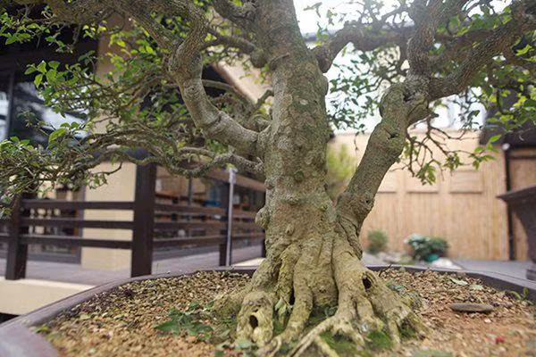 Hiện cây có giá khoảng 200 triệu đồng, đã có khách hỏi mua nhưng anh Phong chưa muốn bán.