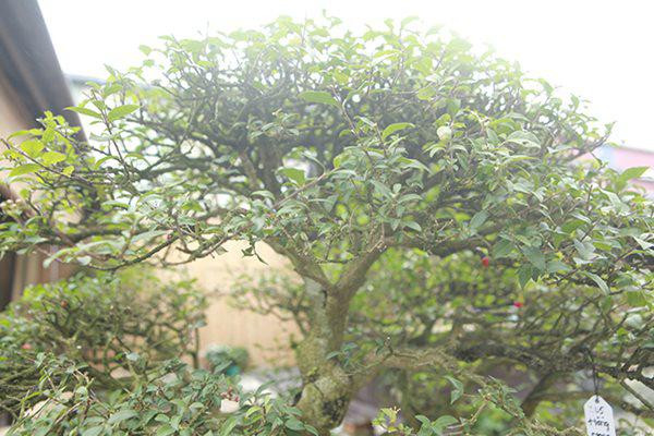 Lá cây hồng ngọc mai là lá đơn, hơi dày, thuôn nhọn. Lá dài 4-8 cm, mặt trên nhẵn, mặt dưới nhám, màu xanh nhạt hơn mặt trên