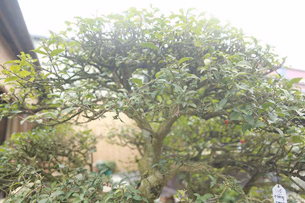 Lá cây hồng ngọc mai là lá đơn, hơi dày, thuôn nhọn. Lá dài 4-8 cm, mặt trên nhẵn, mặt dưới nhám, màu xanh nhạt hơn mặt trên