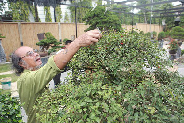 Cây hồng ngọc mai cho hoa theo từng chùm từ 3-5 bông; hoa nhỏ, màu hồng hay đỏ, 5 cánh, nhị và nhụy màu vàng, có hương thơm dễ chịu.