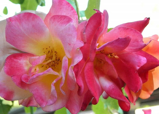 Kham pha nhung giong hoa hong dep nhat the gioi