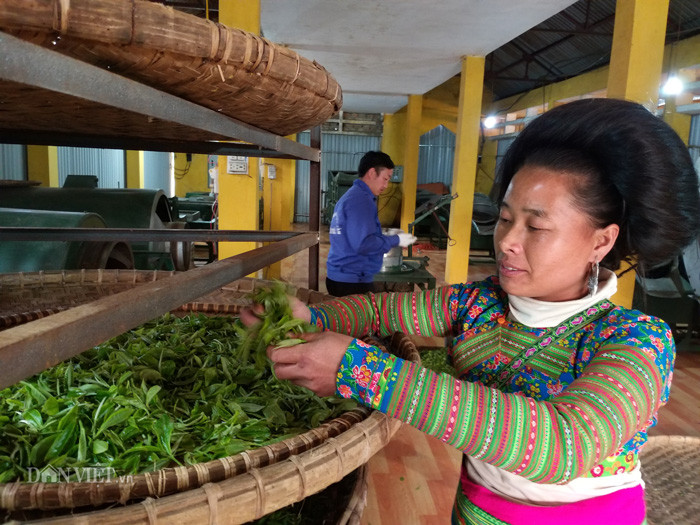 Dang dem chen chan soi den leo cay hai che 