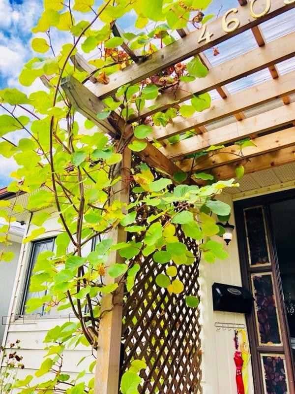 Trước cửa cô làm 1 giàn gỗ để trồng nho.