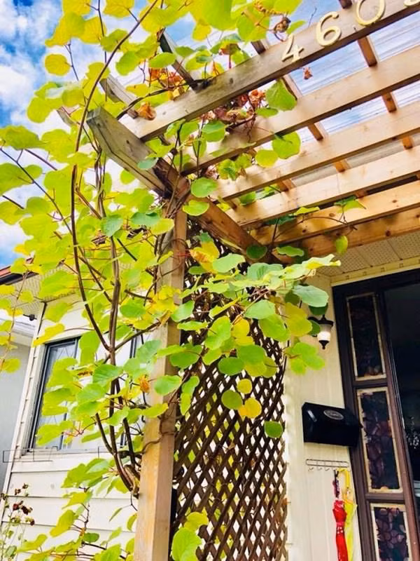 Trước cửa cô làm 1 giàn gỗ để trồng nho.
