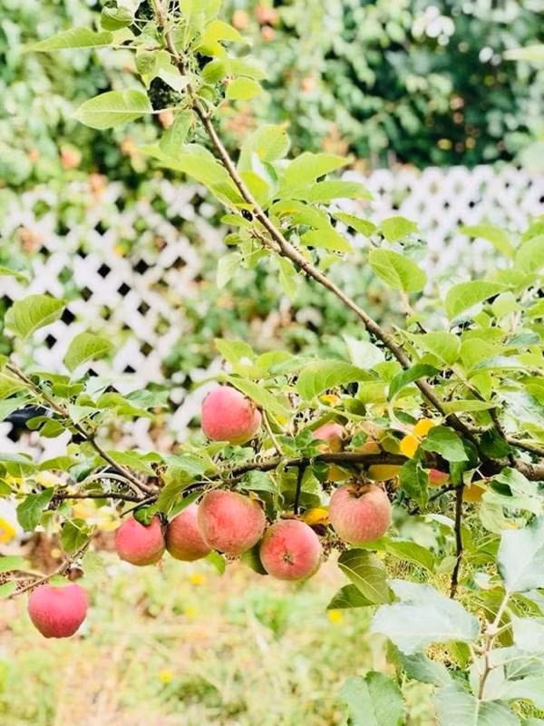 Táo đỏ cho quả sai lúc lỉu khiến danh hài Thúy Nga cũng choáng.