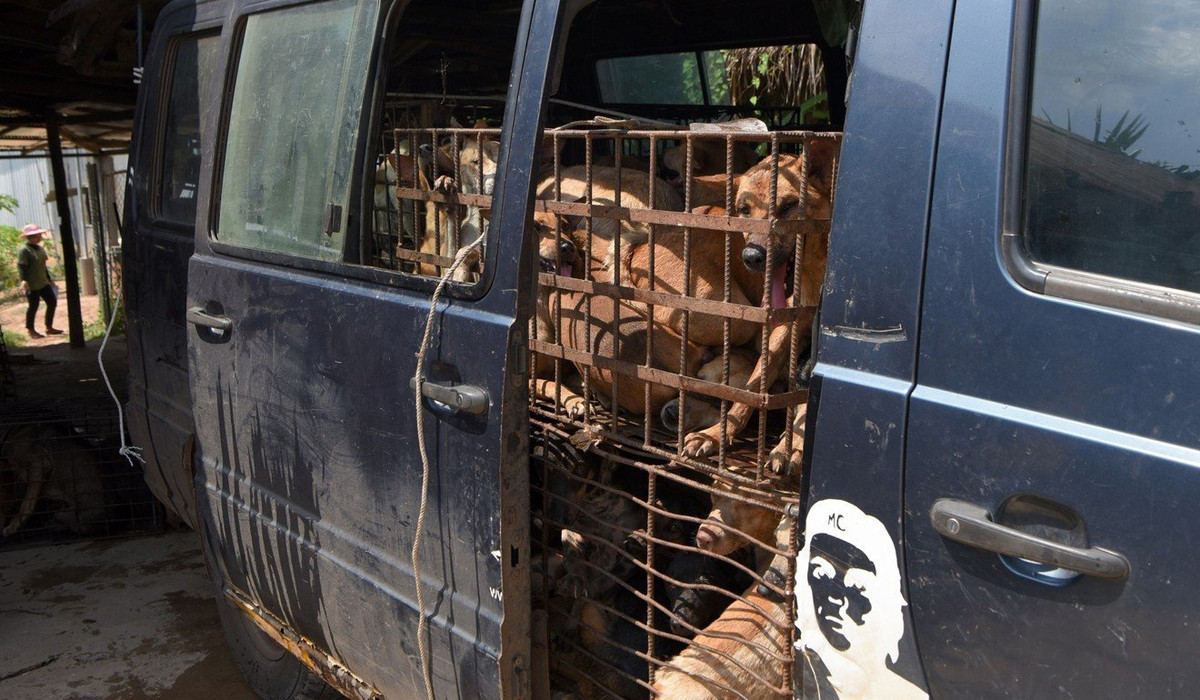 Noi am anh benh dai va tram cam tu nghe buon thit cho o Campuchia-Hinh-3