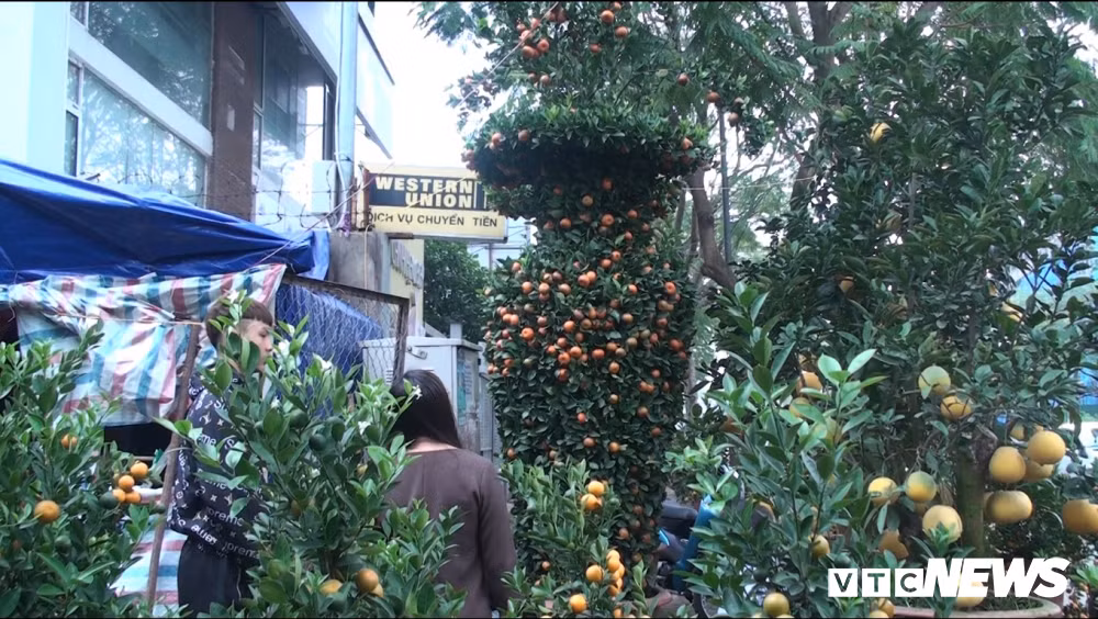 Ngam quat luc binh khong lo cao hon 3m gia 50 trieu dong/cap-Hinh-2