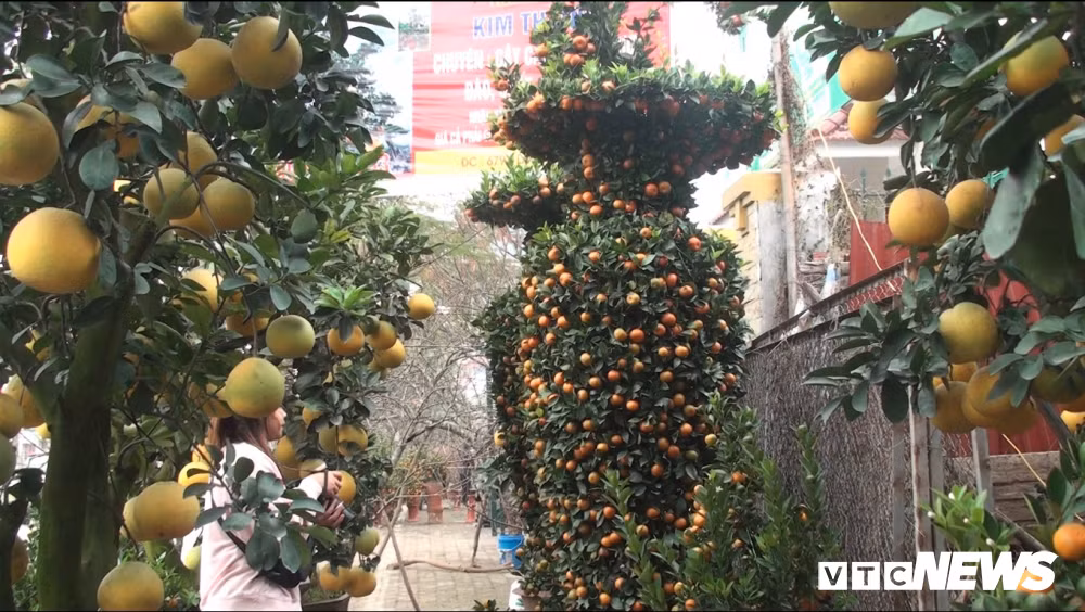 Ngam quat luc binh khong lo cao hon 3m gia 50 trieu dong/cap