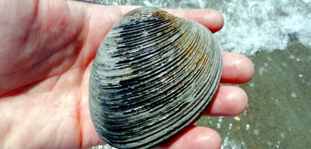 2. Ngao Arctica islandica: Loài ngao này sinh sống ở vùng biển Đại Tây Dương. Một số cá thể ngao được thu thập đã hơn 400 năm tuổi. Tuổi thọ cao nhất đối với loài này là 507 năm, thuộc về con ngao có tên Ming.