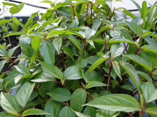 Loai rau gia re beo duoc ban day cho nhung tri 