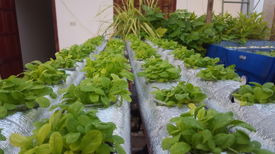 Hệ thống trồng rau kết hợp nuôi cá rất hiện đại, hoàn toàn tự động. “Ao” nuôi cá là một bồn nước, nước từ ao cộng với phân cá sẽ được bơm trực tiếp lên hệ thống các khay trồng rau. Ở các khay anh sử dụng đất sét nung để trồng rau, đất sét cũng làm nhiệm vụ lọc cho nước sạch để bơm quay trở lại bể.