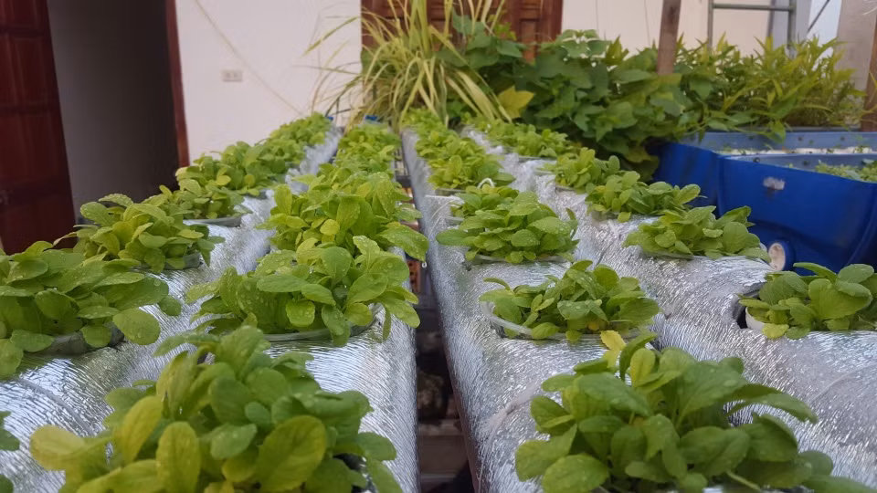 Hệ thống trồng rau kết hợp nuôi cá rất hiện đại, hoàn toàn tự động. “Ao” nuôi cá là một bồn nước, nước từ ao cộng với phân cá sẽ được bơm trực tiếp lên hệ thống các khay trồng rau. Ở các khay anh sử dụng đất sét nung để trồng rau, đất sét cũng làm nhiệm vụ lọc cho nước sạch để bơm quay trở lại bể.