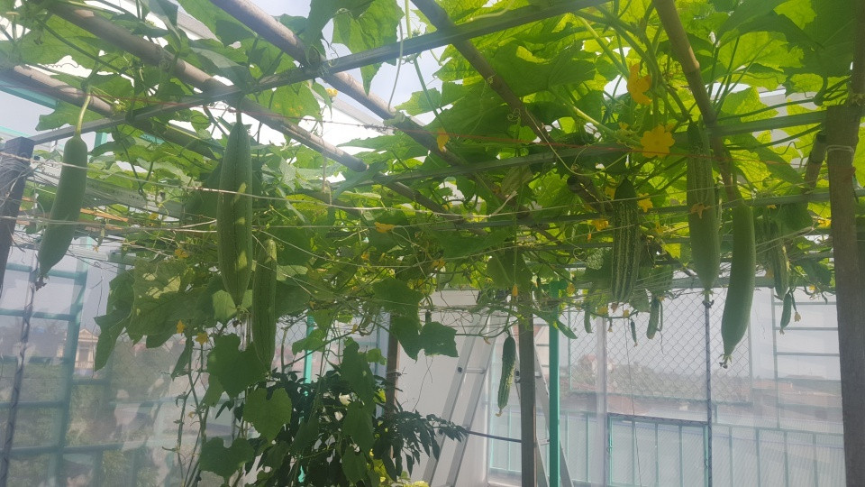 Qua hệ thống bơm tự động, nước thải từ hồ cá được tưới lên rau. Nhờ đó mà rau luôn xanh tươi, phát triển tốt mà không cần bất kỳ một loại phân bón, thuốc trừ sâu nào.