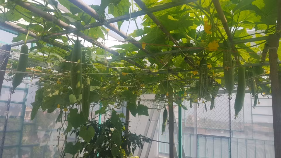 Qua hệ thống bơm tự động, nước thải từ hồ cá được tưới lên rau. Nhờ đó mà rau luôn xanh tươi, phát triển tốt mà không cần bất kỳ một loại phân bón, thuốc trừ sâu nào.