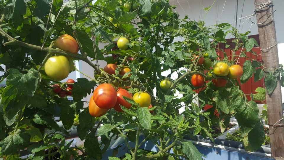 Ông bố trẻ tâm sự:" Từ khi trồng rau nuôi cá bằng hệ thống này, gia đình anh rất yên tâm và hầu như anh không phải mua thêm rau ở chợ. Cây trồng trong hệ Aquaponics ra trái rất sai và ra nhiều đợt, mỗi lần thu hoạch là lại đem đi biếu hàng xóm bởi gia đình anh ăn không hết."