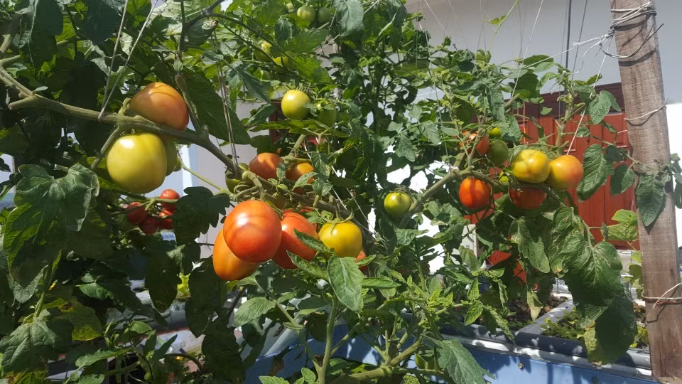 Ông bố trẻ tâm sự:" Từ khi trồng rau nuôi cá bằng hệ thống này, gia đình anh rất yên tâm và hầu như anh không phải mua thêm rau ở chợ. Cây trồng trong hệ Aquaponics ra trái rất sai và ra nhiều đợt, mỗi lần thu hoạch là lại đem đi biếu hàng xóm bởi gia đình anh ăn không hết."