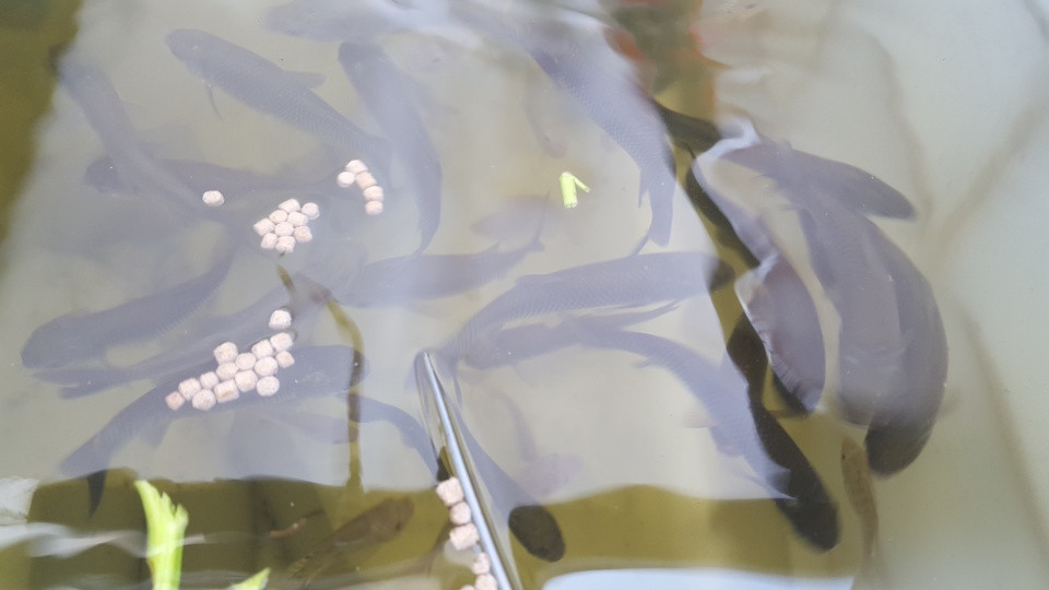 Anh Công cho biết, anh thường nuôi cá trắm, chép, trê và rô phi. Cá sẽ đạt cân nặng 0,5 kg sau 6 tháng thả nuôi và đã có thể bắt ăn tỉa được. Thịt cá rất thơm và không tanh, bở như cá chợ.