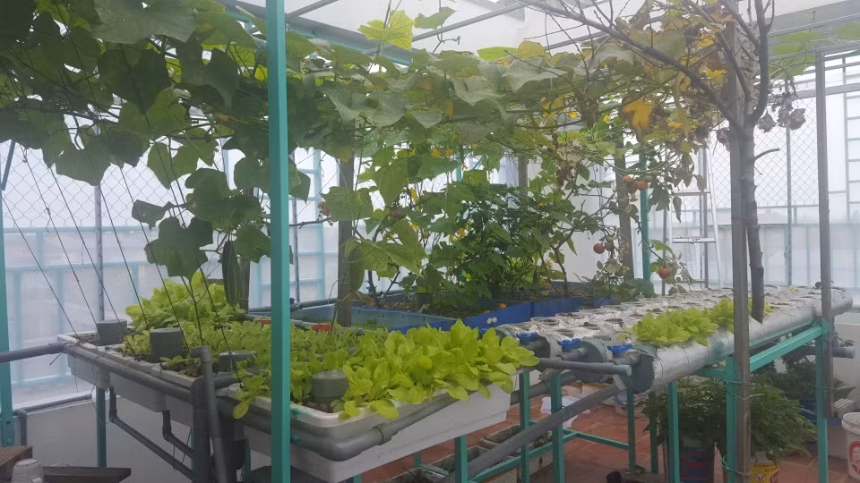 Vườn rau, ao cá hiện tại không chỉ là nguồn cung cấp thực phẩm chính cho gia đình anh Công mà còn là nơi để mọi người yêu cuộc sống, cảm nhận được không gian trong lành để hàng ngày thảnh thơi có thêm niềm vui và năng lượng khi lên sân thượng.