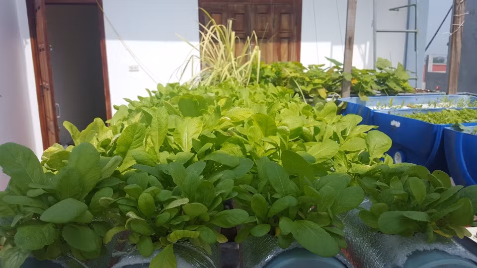 Với diện tích sân thượng 35m2, anh Công trồng rau, nuôi cá theo mô hình Aquaponics (nuôi cá kết hợp trồng cây không cần đất).
