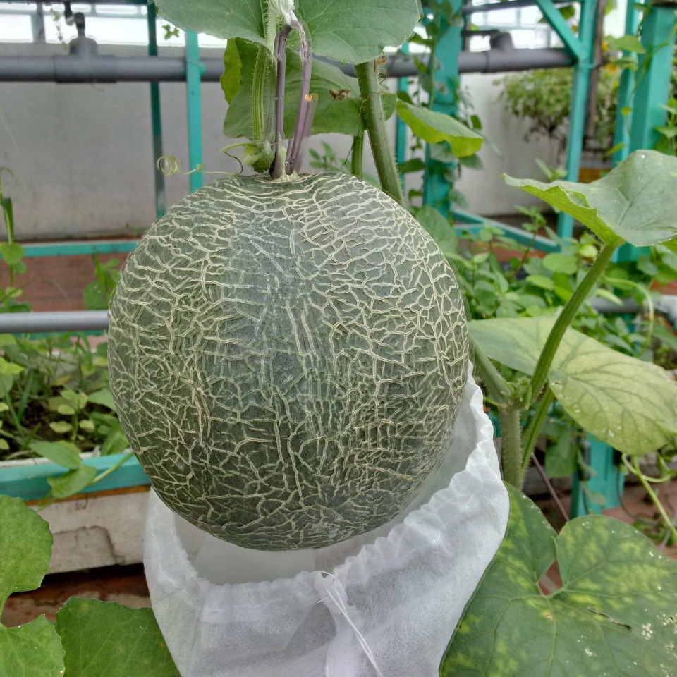 Anh Công nhận thấy lựa chọn mô hình Aquaponics rất thích hợp cho nhà phố, nhất là những người bận rộn không có nhiều thời gian chăm sóc vì nuôi cá không phải thay nước, trồng rau không phải tưới và không chăm bón bất kỳ phân bón hay hóa chất gì, rau trồng cũng ít sâu bệnh và cho năng suất cao.