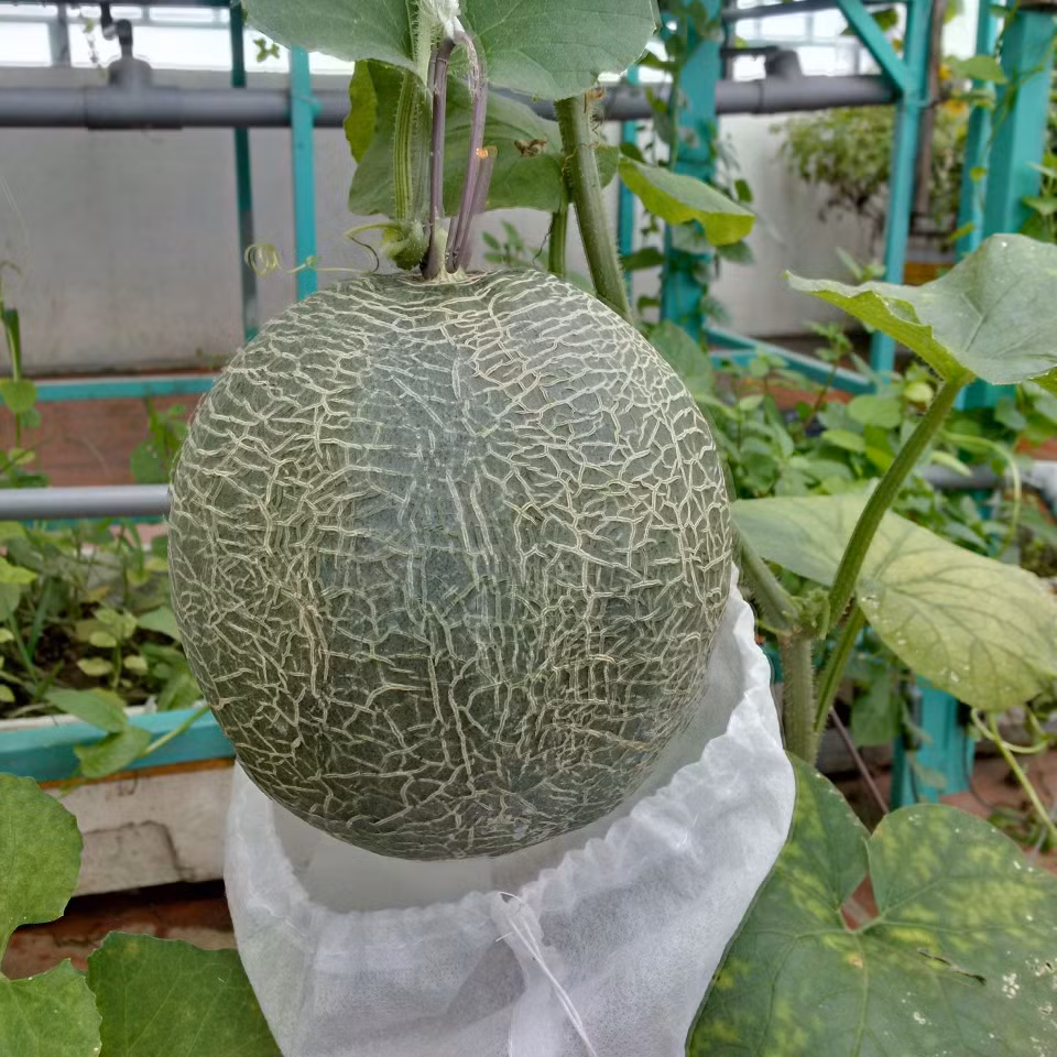 Anh Công nhận thấy lựa chọn mô hình Aquaponics rất thích hợp cho nhà phố, nhất là những người bận rộn không có nhiều thời gian chăm sóc vì nuôi cá không phải thay nước, trồng rau không phải tưới và không chăm bón bất kỳ phân bón hay hóa chất gì, rau trồng cũng ít sâu bệnh và cho năng suất cao.