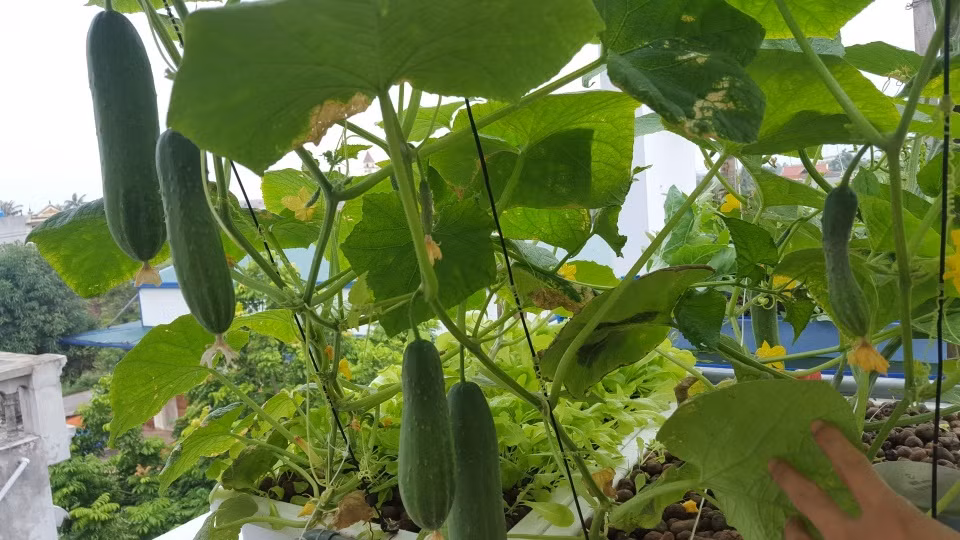 Ưu điểm của hệ thống này không cần phải đi kiếm đất và làm đất như cách trồng rau truyền thống, cá nuôi cũng không cần phải thay nước hay làm sạch bể cá vì hệ thống đã tự làm sạch nước.