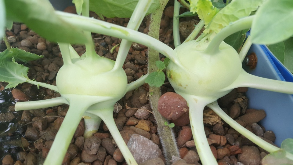 Giá thể trồng rau của hệ thống được làm từ đất sét nung nên việc gieo trồng rất đơn giản: hạt rau muống, cải, xà lách, dưa leo, su hào… không cần ngâm hạt, chỉ cần rắc vào khay trồng sau 2-3 ngày là hạt nảy mầm.