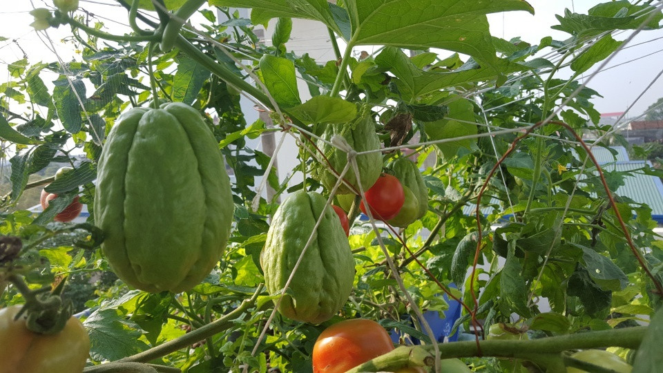 Anh Công chia sẻ:" Với mô hình Aquaponics là nuôi cá, dùng phân cá làm dinh dưỡng để nuôi rau, rau lại lọc sạch nước cho cá thành một vòng tuần hoàn khép kín. Hệ thống gồm bể cá, máy bơm, chậu trồng rau, máng trồng rau, tất cả anh đầu tư chi phí ban đầu khoảng 10 triệu đồng."