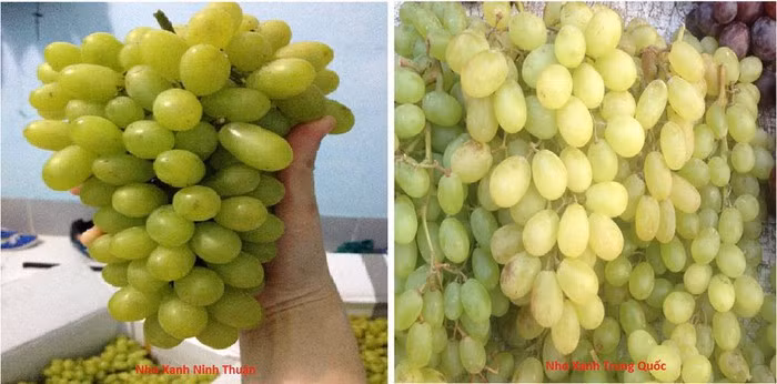 Ham re nho xanh khong hat, khach hang can than nhan trai dang-Hinh-2