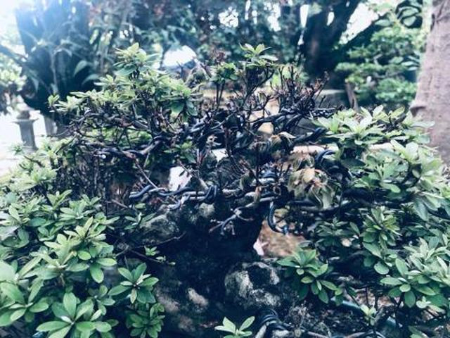 The tham khu vuon nha Tram Be, dai gia mat trang chuc ty