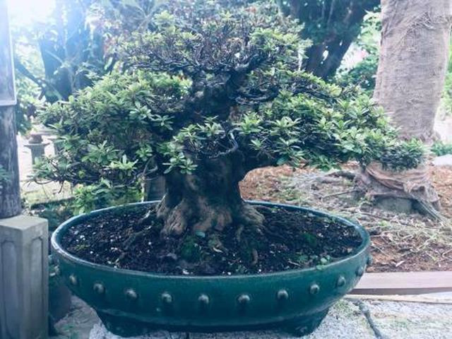 The tham khu vuon nha Tram Be, dai gia mat trang chuc ty-Hinh-2