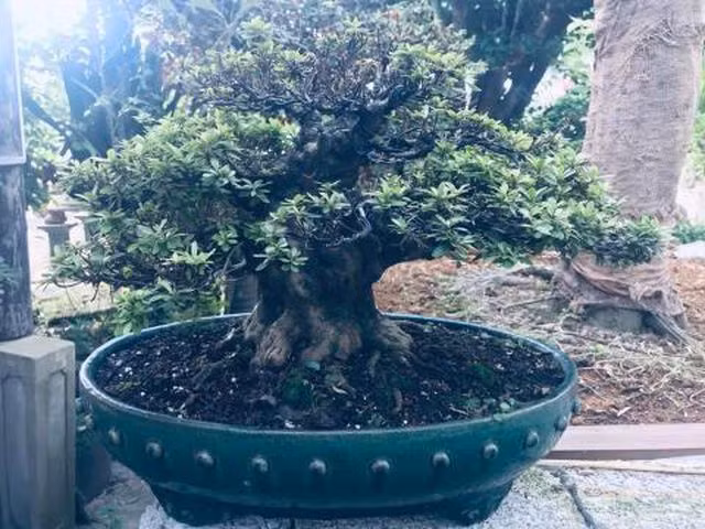 The tham khu vuon nha Tram Be, dai gia mat trang chuc ty-Hinh-2