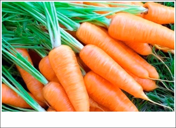 Meo hay giup bao quan rau cu qua tuoi lau trong ngay nang nong