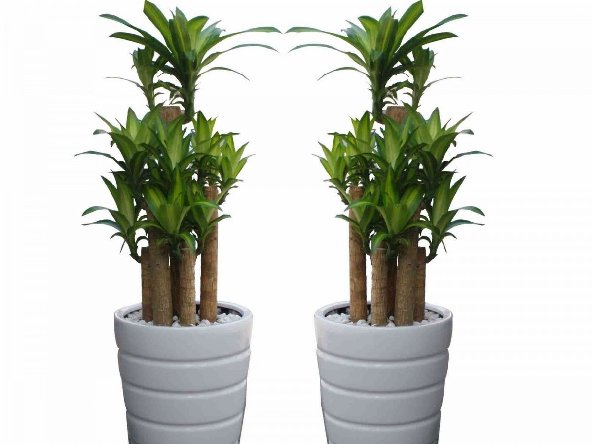 Cây rất phù hợp cho việc trang trí hoặc làm cây cảnh trồng trong nhà, trồng ngoại thất cảnh quan. 