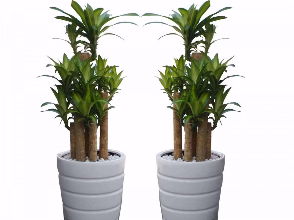 Cây rất phù hợp cho việc trang trí hoặc làm cây cảnh trồng trong nhà, trồng ngoại thất cảnh quan. 