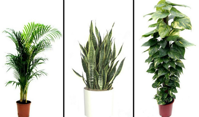 Đặc biệt, khi trồng cây cảnh phong thủy trong phòng khách tránh để cây bị chết hay khô héo. Loại cây và vị trí trưng cũng rất quan trọng. Gia chủ hãy tham khảo các loại cây hợp mệnh cũng như công dụng trang trí của từng loại cây để chọn được cho mình loại cây phù hợp nhất. *Thông tin trong bài chỉ mang tính tham khảo