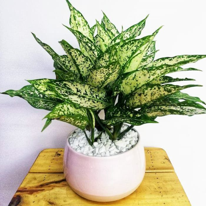 Trong sự nghiệp, nếu đặt cây xanh phong thủy này ngay cửa sổ phòng khách hoặc bàn làm việc thì ngọc ngân sẽ mang đến sự may mắn và bổng lộc cho gia chủ. 